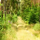 Waldweg im Hohen Fläming