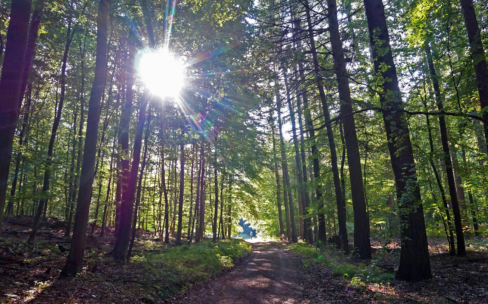 Waldweg im Hütter Wohld am Morgen