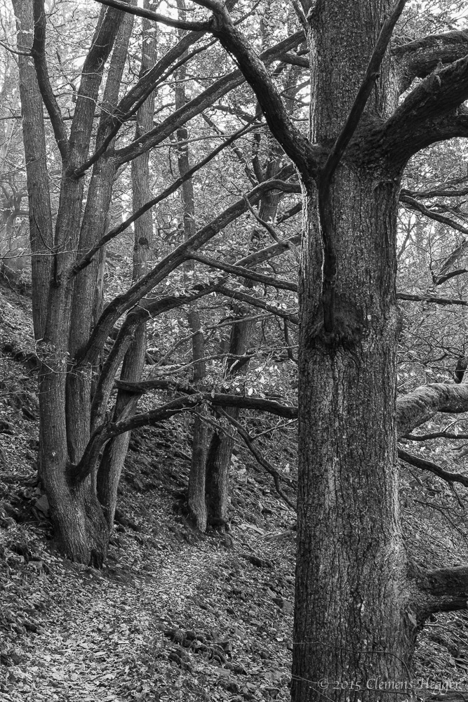 Waldweg im Kellerwald