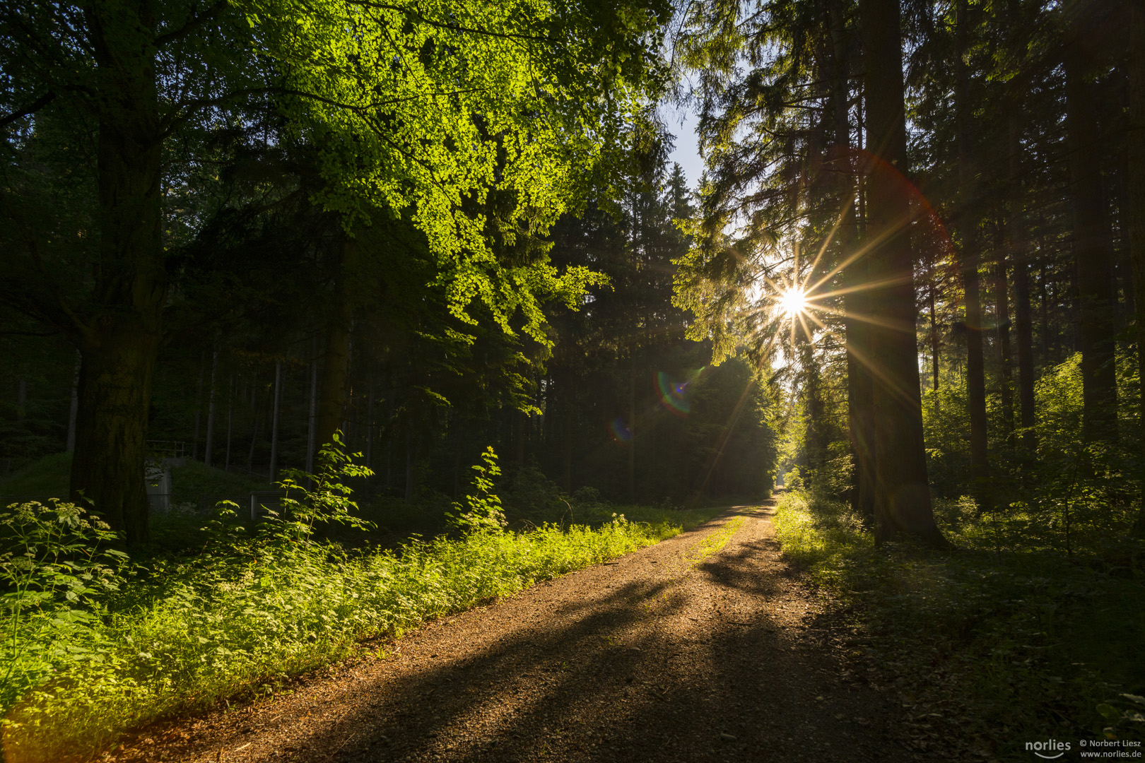 Waldweg im Licht