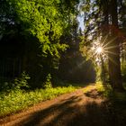 Waldweg im Licht