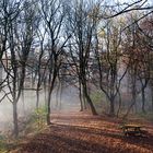 Waldweg im Licht