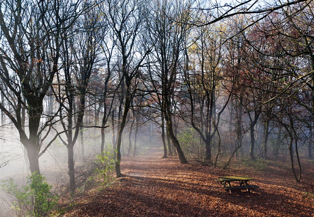 Waldweg im Licht