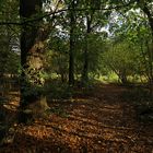 Waldweg im Licht