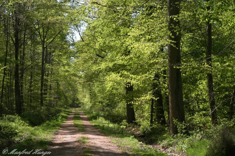 Waldweg im Mai