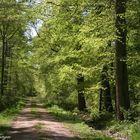 Waldweg im Mai