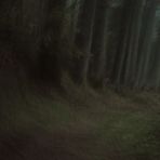 Waldweg im Morgengrauen