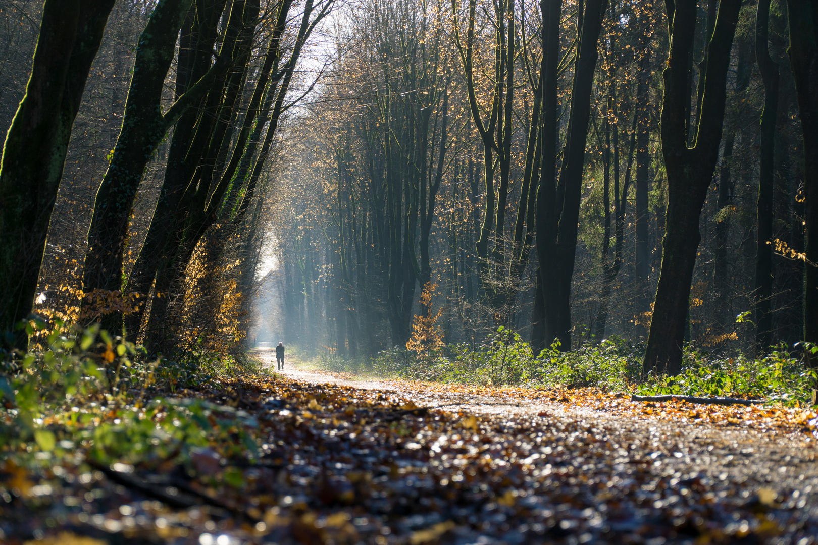 Waldweg im Morgenlicht