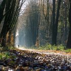 Waldweg im Morgenlicht