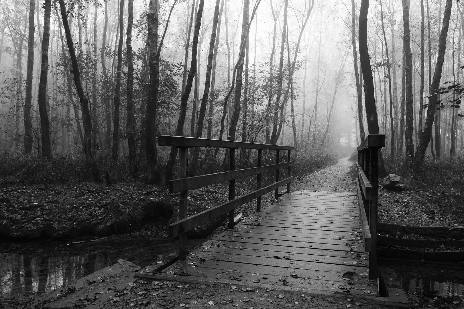 Waldweg im Morgennebel