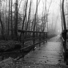 Waldweg im Morgennebel