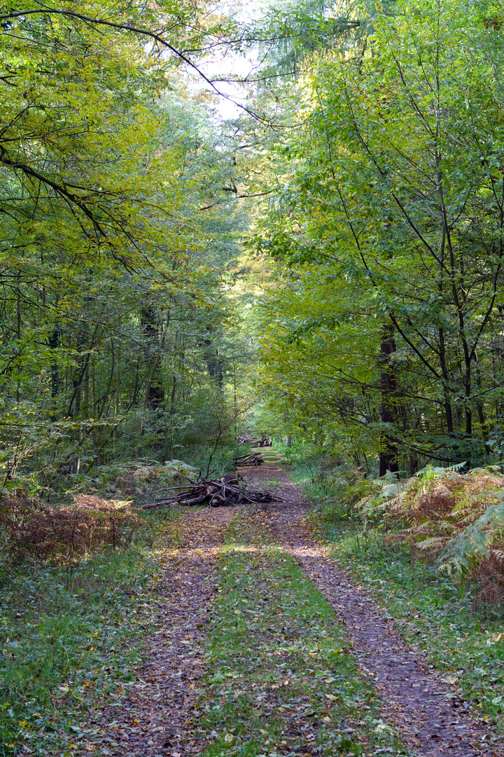 Waldweg im Morschenicher Wald