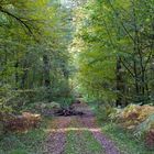 Waldweg im Morschenicher Wald