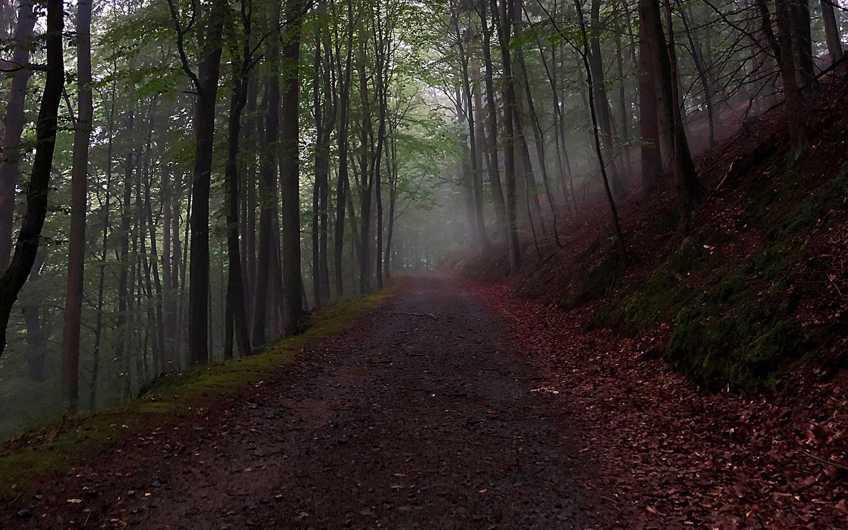 Waldweg im Nebel