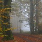 Waldweg im Nebel