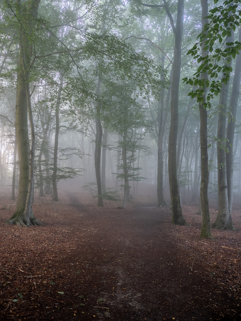 Waldweg im Nebel