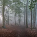 Waldweg im Nebel