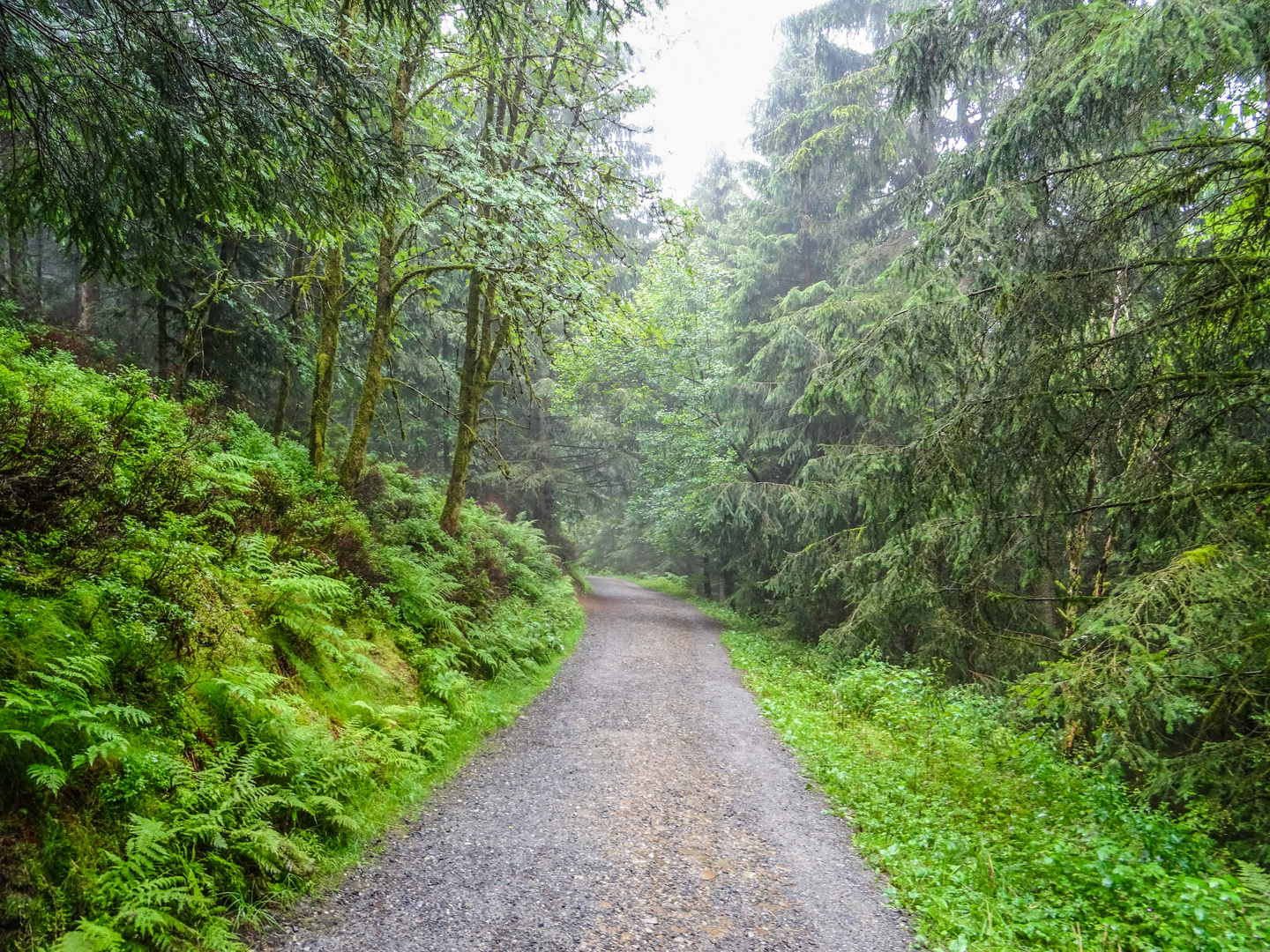 Waldweg im Nebel