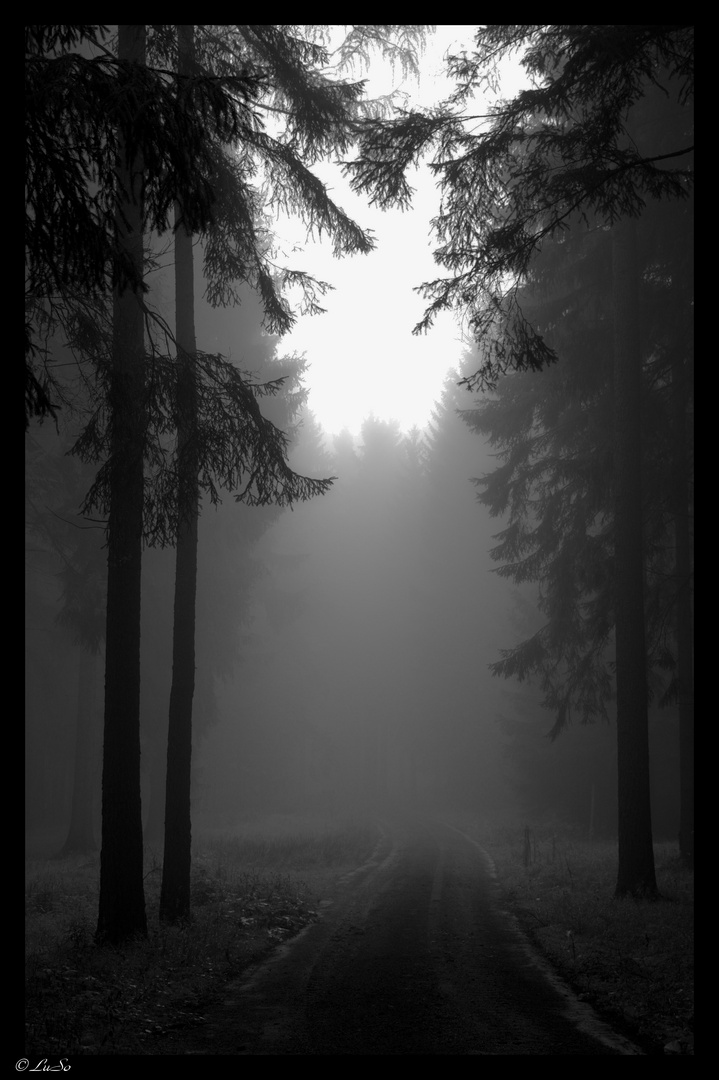 Waldweg im Nebel