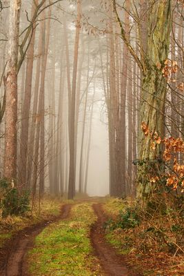 Waldweg im Nebel