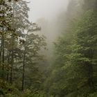 Waldweg im Nebel