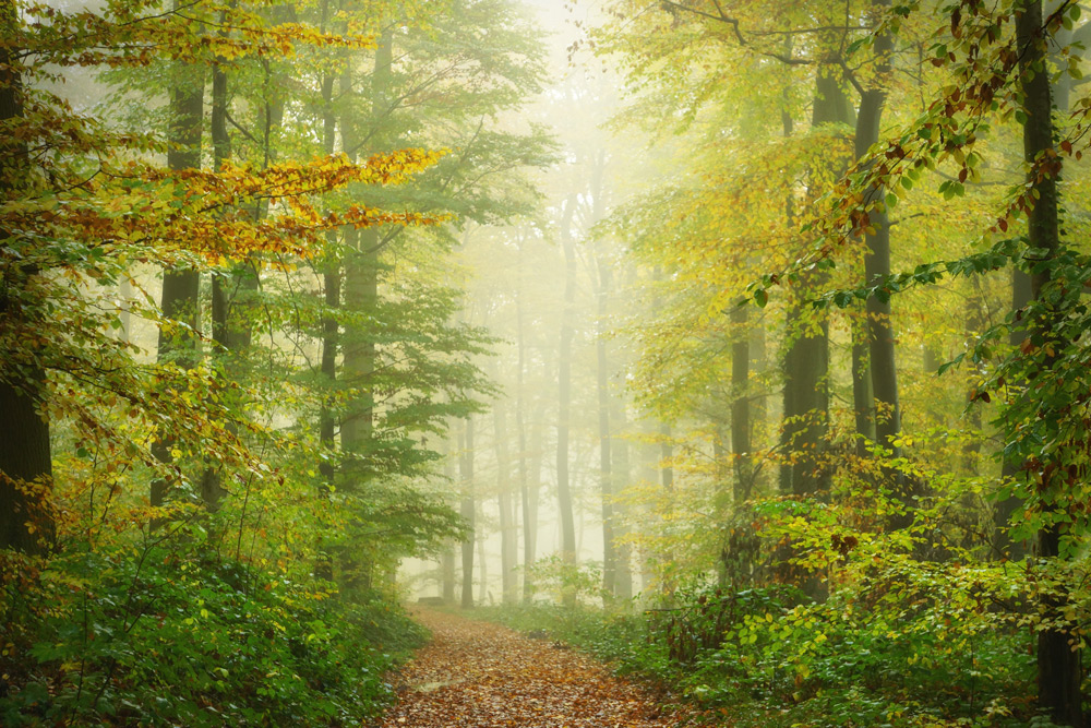 Waldweg im Nebel