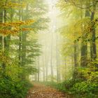 Waldweg im Nebel