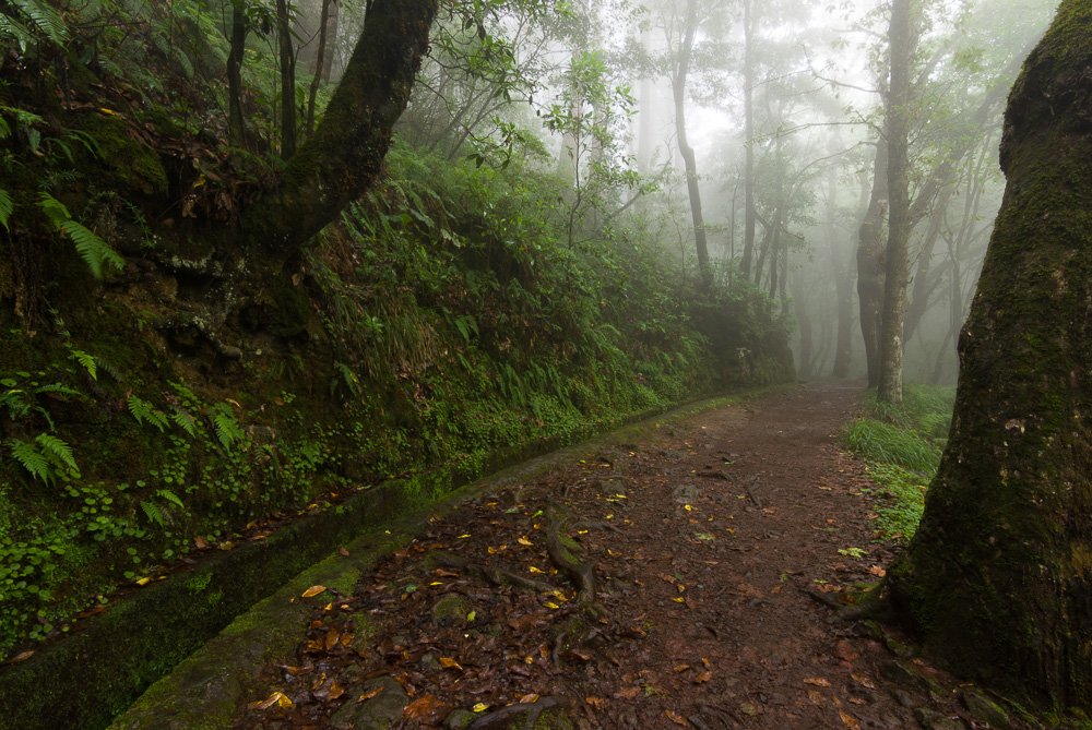 Waldweg im Nebel