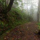 Waldweg im Nebel