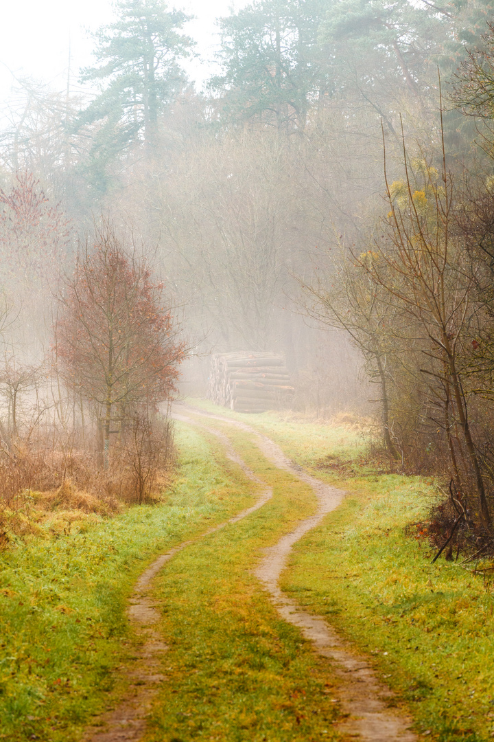 Waldweg im Nebel