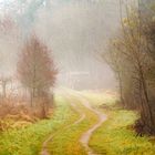 Waldweg im Nebel