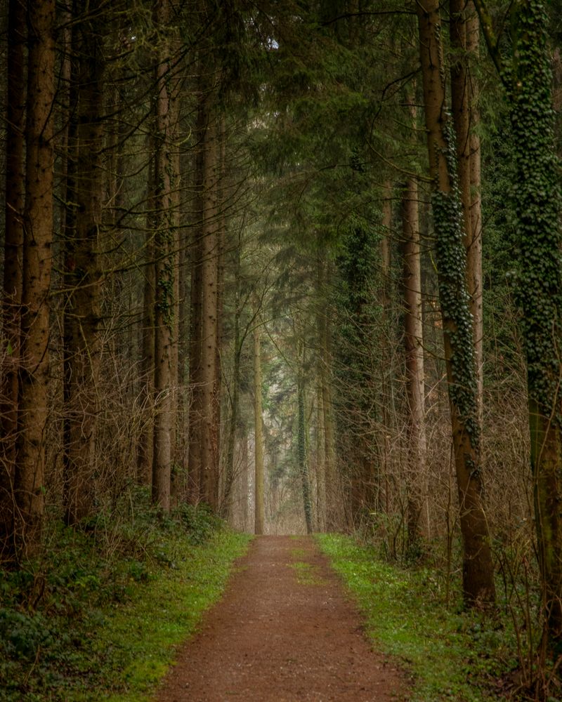 Waldweg im Nieselregen