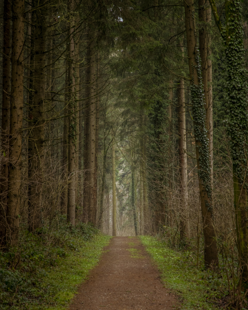 Waldweg im Nieselregen