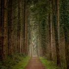 Waldweg im Nieselregen