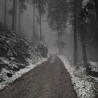 Waldweg im Nordschwarzwald