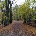 Waldweg im November