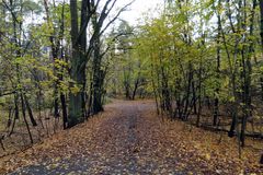 Waldweg im November