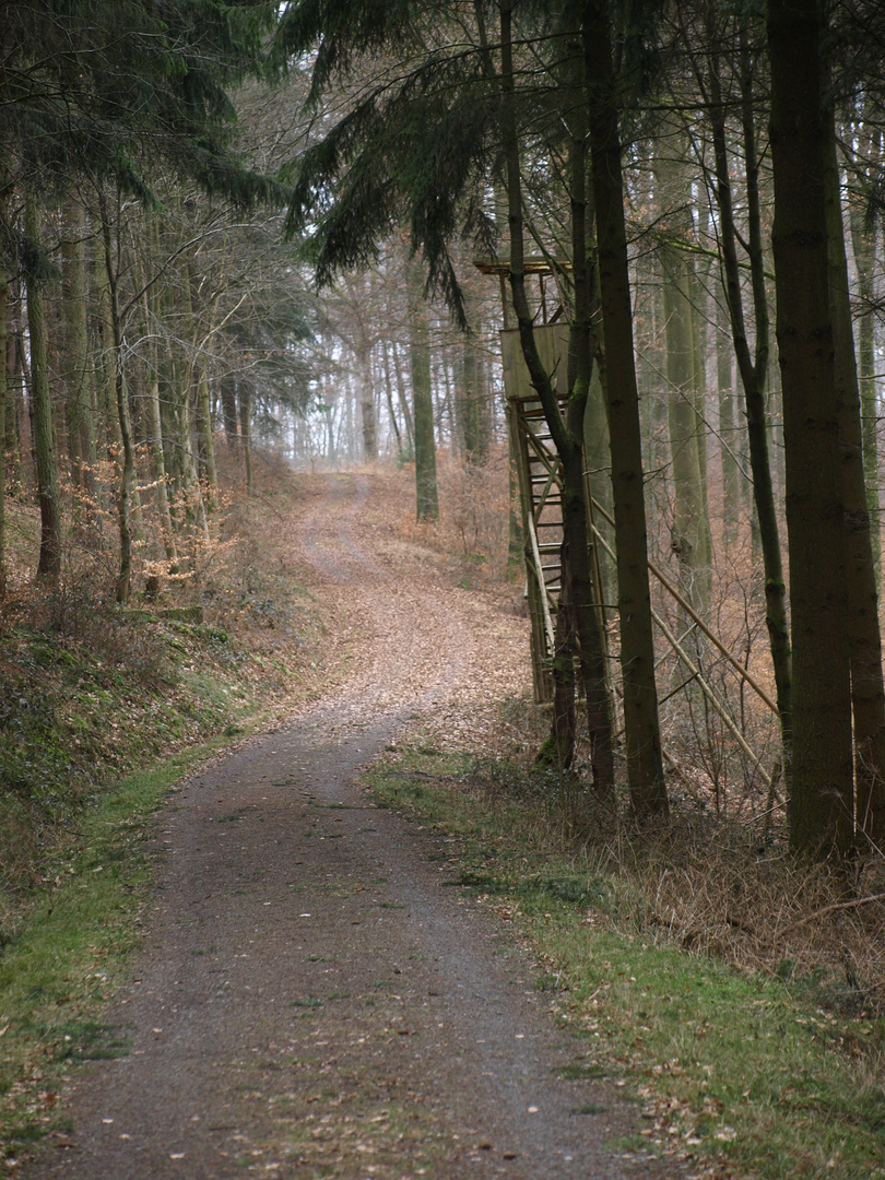 Waldweg im Odenwald