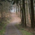 Waldweg im Odenwald