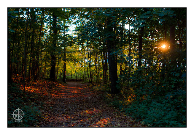 Waldweg im Oktober