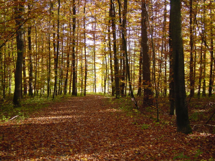 Waldweg im Oktober