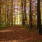 Waldweg im Oktober