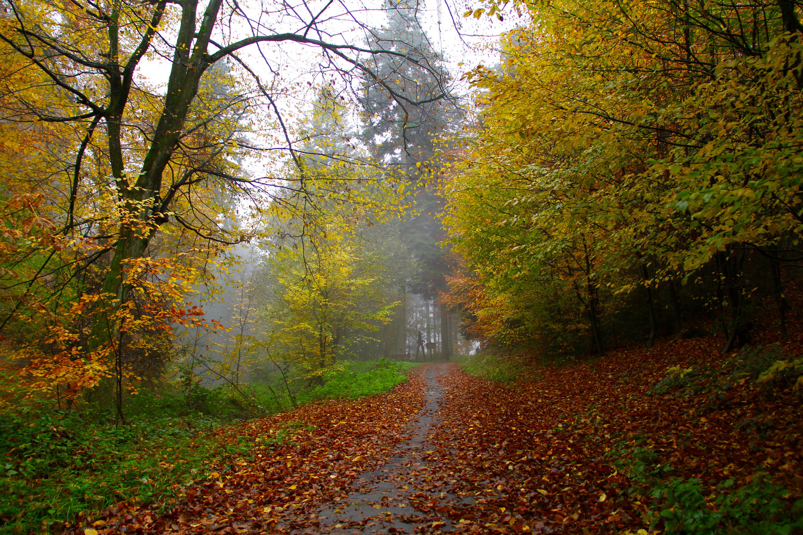 Waldweg im Regen