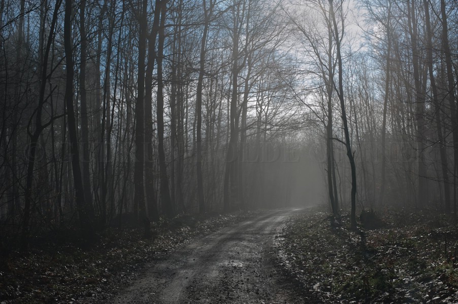 Waldweg im Regen