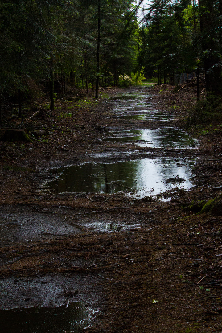 Waldweg im Regen