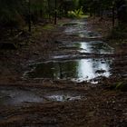 Waldweg im Regen