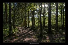 Waldweg im Schatten