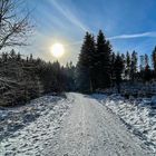 Waldweg im Schnee