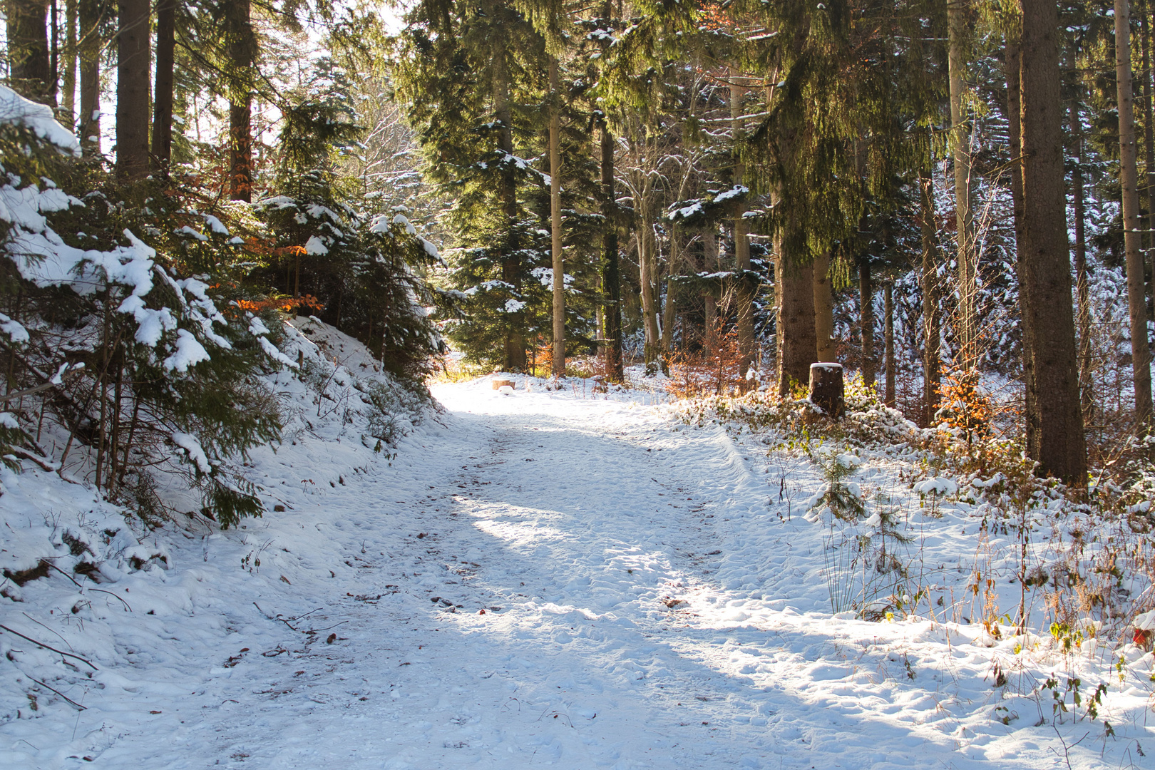 Waldweg im Schnee