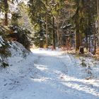 Waldweg im Schnee